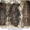 melitaea cinxia pupa1